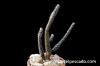 Pterocactus gonjianii プテロカクタス・ゴンジアニー image_5