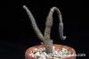 Pterocactus gonjianii プテロカクタス・ゴンジアニー image_2