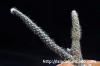 Pterocactus gonjianii プテロカクタス・ゴンジアニー image_3