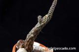 Pterocactus reticulatus プテロカクタス・レティクラタス