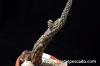 Pterocactus reticulatus プテロカクタス・レティクラタス image_1