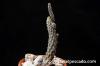 Pterocactus reticulatus プテロカクタス・レティクラタス image_2