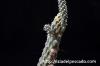 Pterocactus reticulatus プテロカクタス・レティクラタス image_3