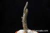 Pterocactus reticulatus プテロカクタス・レティクラタス image_4