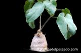 Pyrenacantha malvifolia ピレナカンサ・マルビフォリア
