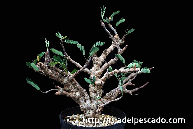 アウトレットの半額 【美樹形】センナメリディオナリス - 観葉植物