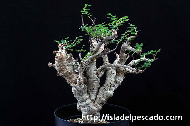 センナ メリディオナリス Senna meridionalis 実生 検索