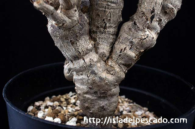 植物】センナ メリディオナリス 良型実生株 | A-PLANTS|塊根植物販売
