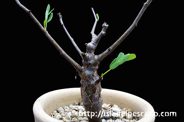 Isla Del Pescado 多肉植物 塊根植物 Senna Meridionalis
