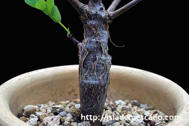 Isla Del Pescado 多肉植物 塊根植物 Senna Meridionalis