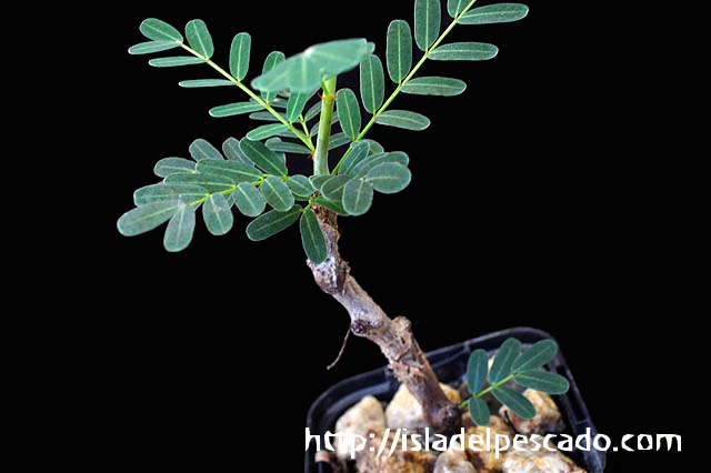 Isla Del Pescado 多肉植物 塊根植物 Senna Meridionalis