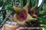 Stapelia leendertziae スタペリア・リーンデルトズィアエ