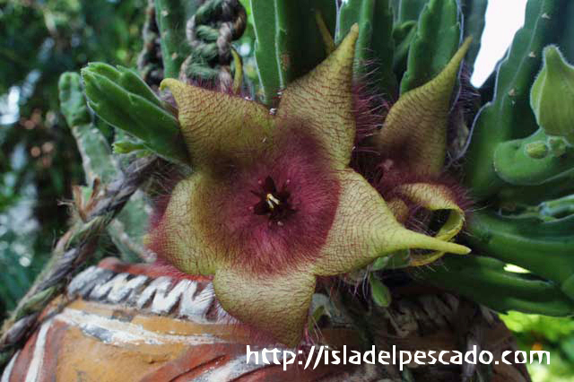 Stapelia leendertziae スタペリア・リーンデルトズィアエ