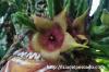 Stapelia leendertziae スタペリア・リーンデルトズィアエ image_1