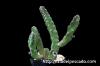 Stapelia leendertziae スタペリア・リーンデルトズィアエ image_2
