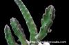 Stapelia leendertziae スタペリア・リーンデルトズィアエ image_3