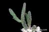 Stapelia leendertziae スタペリア・リーンデルトズィアエ image_4