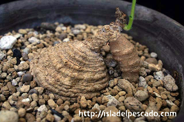 Trochomeria polymorpha トロコメリア・ポリモルファ