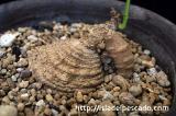 Trochomeria polymorpha トロコメリア・ポリモルファ