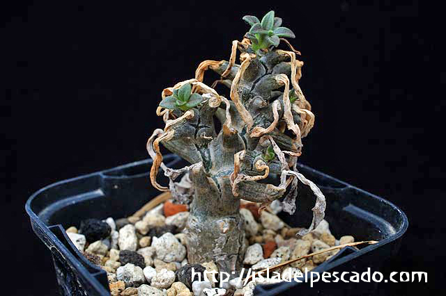 Tylecodon sp. チレコドン　sp.