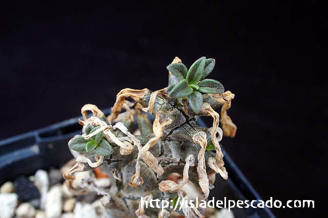 チレコドン ロンギペス　Tylecodon longipes isla del pescado-多肉植物-塊根植物-Tylecodon sp.