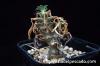 Tylecodon sp. チレコドン　sp. image_2