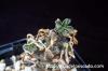 Tylecodon sp. チレコドン　sp. image_3
