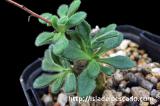 Tylecodon albiflorus チレコドン・アルビフローラス