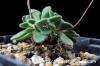 Tylecodon albiflorus チレコドン・アルビフローラス image_2