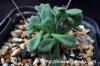 Tylecodon albiflorus チレコドン・アルビフローラス image_3