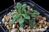 Tylecodon albiflorus チレコドン・アルビフローラス image_4
