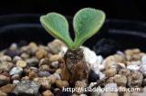 Tylecodon atropurpureus チレコドン・アトロプルプレウス