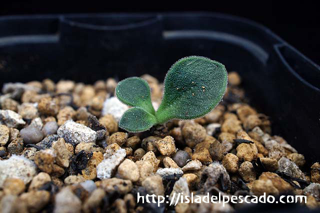 Tylecodon atropurpureus チレコドン・アトロプルプレウス