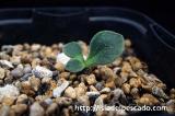 Tylecodon atropurpureus チレコドン・アトロプルプレウス