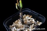 Tylecodon bayeri チレコドン・バイエリ