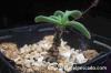 Tylecodon bayeri チレコドン・バイエリ image_5