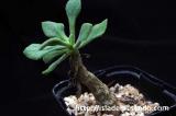 Tylecodon bruynsii チレコドン・ブルインシー