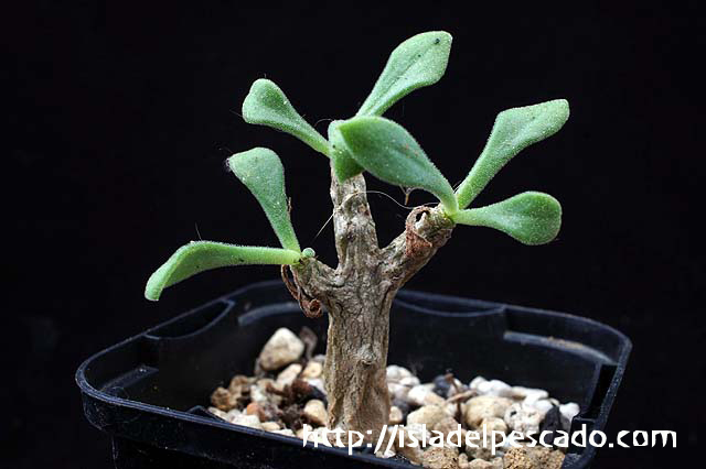 Tylecodon bruynsii チレコドン・ブルインシー