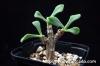 Tylecodon bruynsii チレコドン・ブルインシー image_1