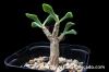 Tylecodon bruynsii チレコドン・ブルインシー image_2