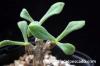 Tylecodon bruynsii チレコドン・ブルインシー image_3