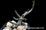 Tylecodon buchholzianus チレコドン・ブックホルジアヌス