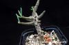 Tylecodon buchholzianus チレコドン・ブックホルジアヌス image_1