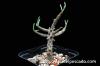 Tylecodon buchholzianus チレコドン・ブックホルジアヌス image_2