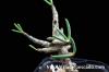 Tylecodon buchholzianus チレコドン・ブックホルジアヌス image_4
