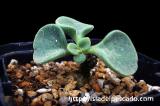 Tylecodon cordiformis チレコドン・コルディフォルミス