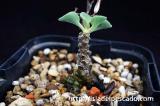 Tylecodon cordiformis チレコドン・コルディフォルミス