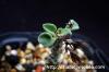 Tylecodon cordiformis チレコドン・コルディフォルミス image_2