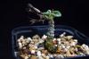 Tylecodon cordiformis チレコドン・コルディフォルミス image_4