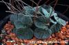 Tylecodon ectypus チレコドン・エクティプス image_1